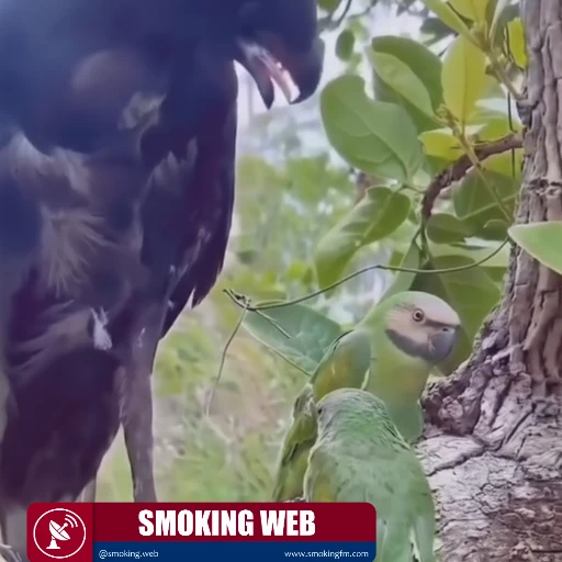 Camuflaje Críptico: Loros Escapan de Depredador Demostrando el Poder del Color Verde