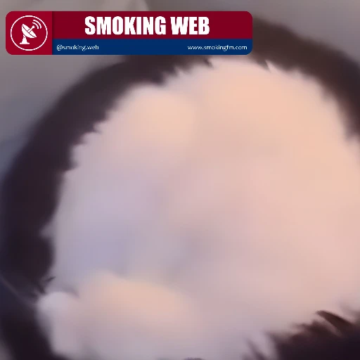 ¿Coincidencia o talento felino? Gatito tuxedo se vuelve viral por formar un círculo perfecto