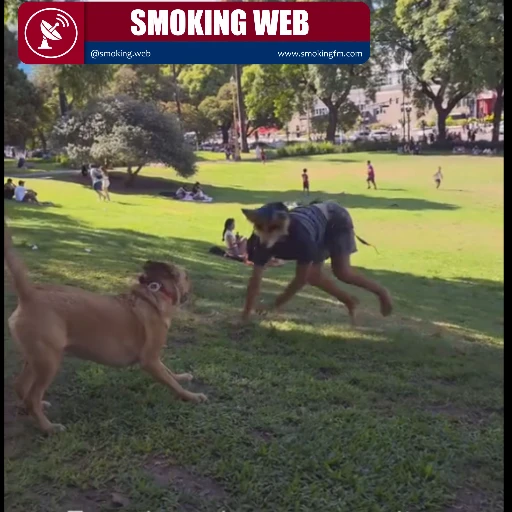 Identidad Salvaje: El fenómeno "Therian" llega a las plazas de Argentina y enciende el debate social