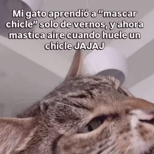 ¿Imitación o Alerta? Gato se Vuelve Viral por Imitar el Masticado de Chicle
