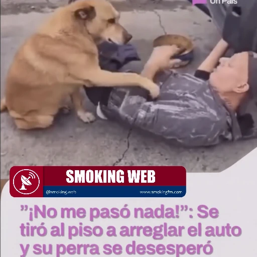 "¡No me pasó nada!": Perra Intenta Rescatar a su Dueño Tendido Bajo el Auto en Plena Reparación