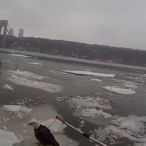 Héroes de puerto: Salvan a un águila calva a la deriva en el río Hudson