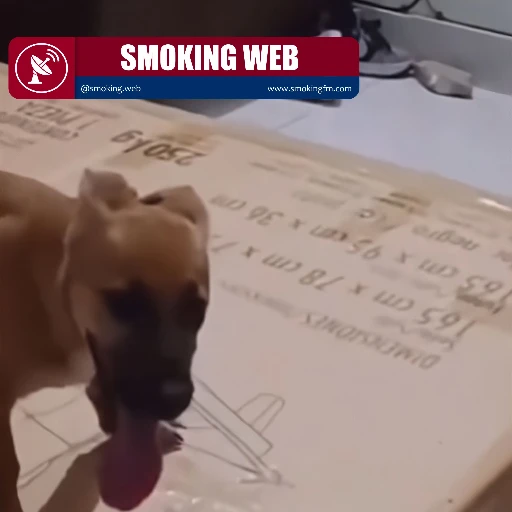Un perro, una caja y un juego