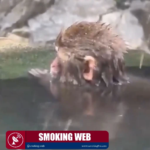 El drama de Punch: El monito viral que conmovió a las redes al perder su peluche en el agua