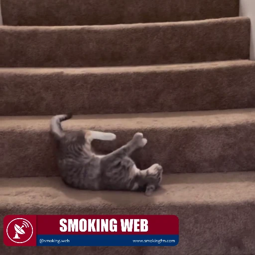 El gato que rueda para bajar escaleras
