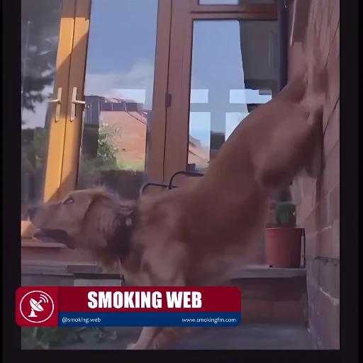 Conexión Inexplicable: Hombre Descubre que Su Perro Actual Repite Truco de Su Mascota Difunta