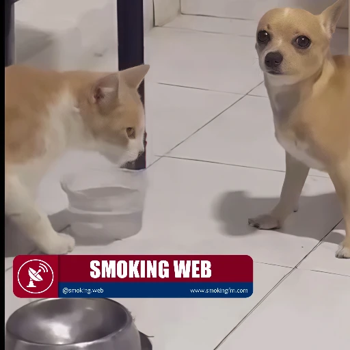 Pelea Insólita: Perro Pinscher y Gato Se Enfrentan a Golpes por el Recipiente de Agua